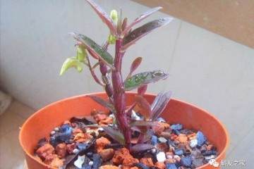 换盆后石斛容易枯萎 注意这几点就好了