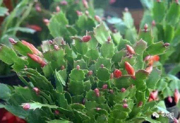 蟹爪兰换盆三步走 ~来学学哦!