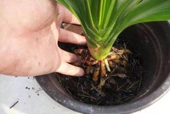 养花最怕换盆?换盆前这些你知道多少?