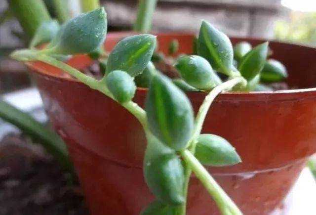 养花最怕换盆?换盆前这些你知道多少?