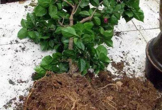 养花最怕换盆?换盆前这些你知道多少?