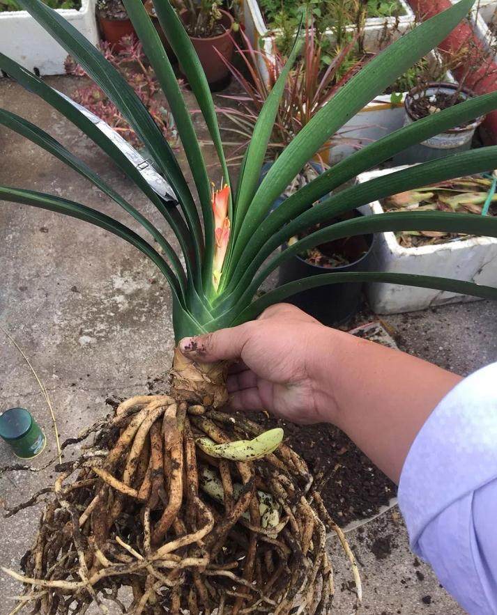 给君子兰换盆的3个技术