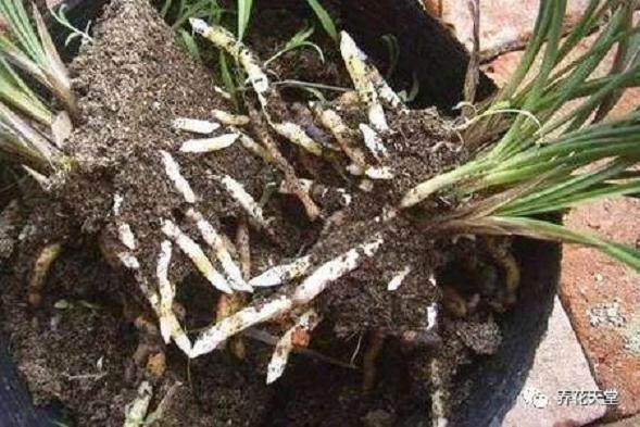 兰花换盆吓一跳 剪出1盆空根 怎么办?