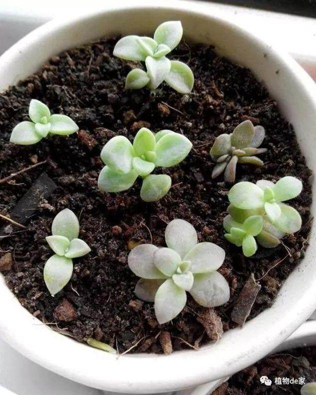 多肉翻盆下来的旧土有哪些坏处?