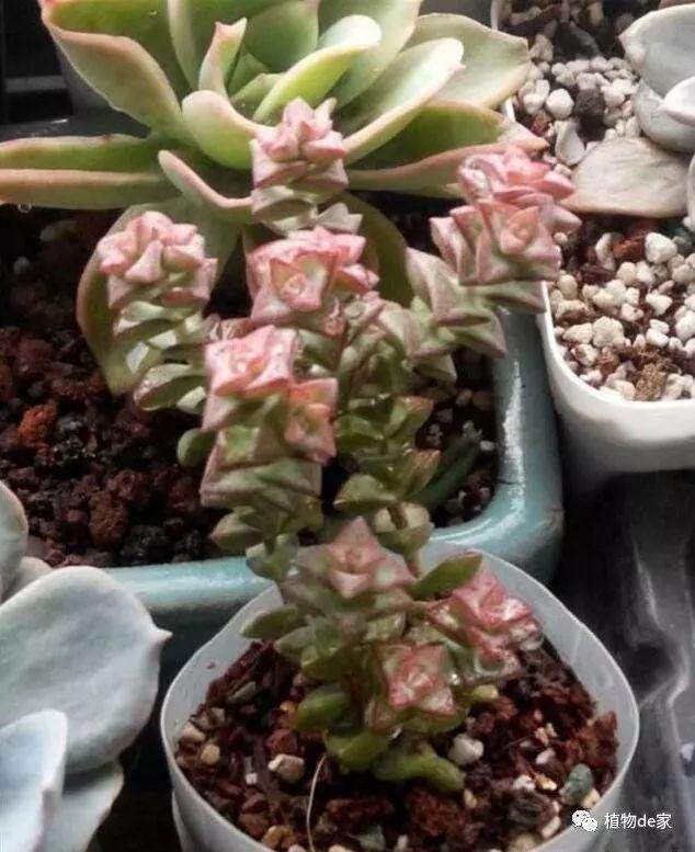 多肉翻盆下来的旧土有哪些坏处?