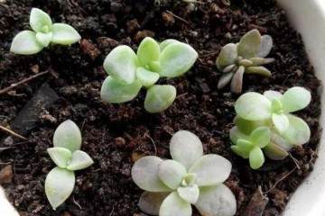 多肉翻盆下来的旧土有哪些坏处 图片