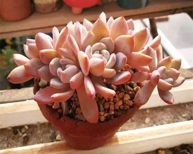 多肉换盆换土有诀窍 三个步骤搞定