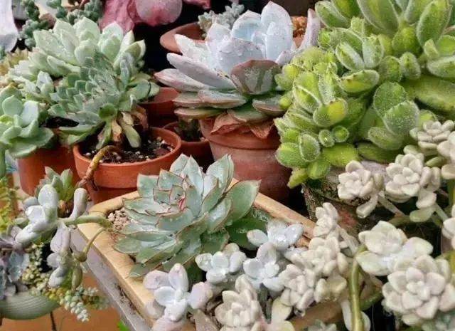 多肉换盆换土有诀窍 三个步骤搞定