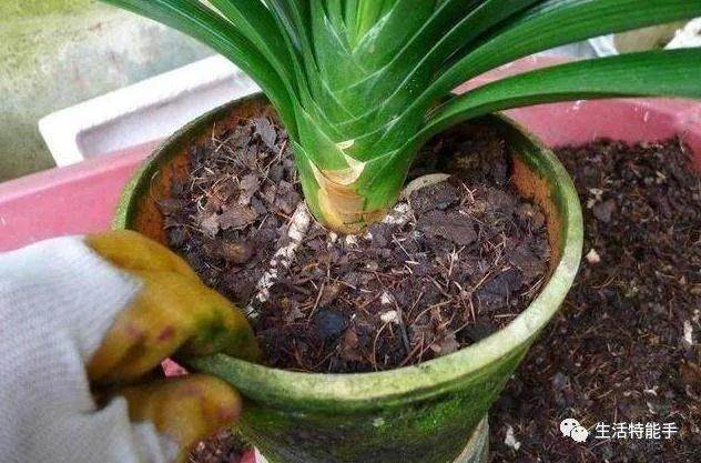 君子兰换盆时 撒上一把它 不施肥 也能叶绿根壮