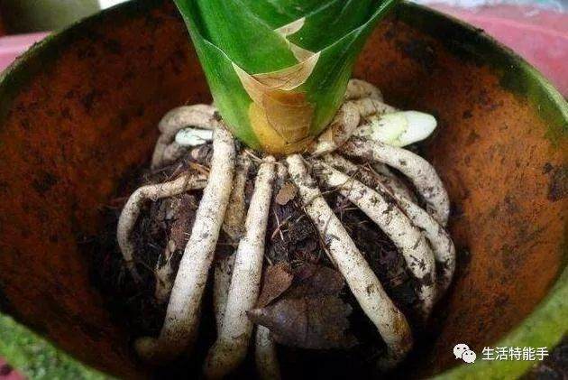 君子兰换盆时 撒上一把它 不施肥 也能叶绿根壮