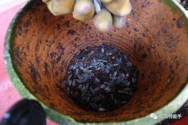 君子兰换盆时 撒上一把它 不施肥 也能叶绿根壮