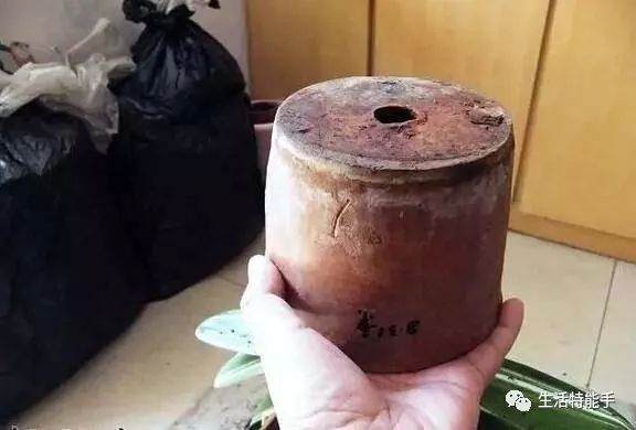 图解 君子兰正确换盆方法 5幅