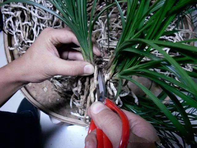 如何给兰花换盆 修剪老芦头?