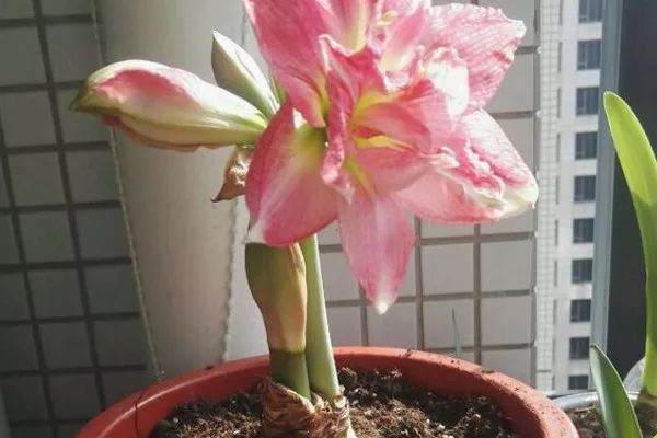 图解 朱顶红花怎么换盆 7幅 图片