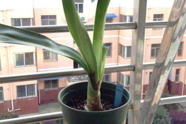 图解 朱顶红花怎么换盆 7幅 图片