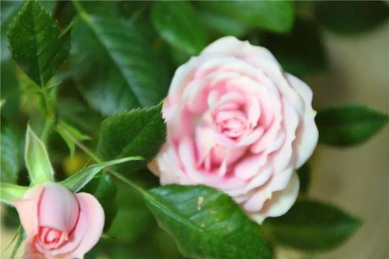 花盆里加点它 10年不用换盆 花儿越开越旺