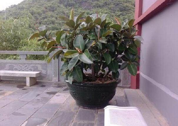 橡皮树盆景换盆后养护管理