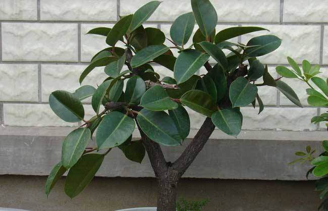 印度橡皮树灰霉病