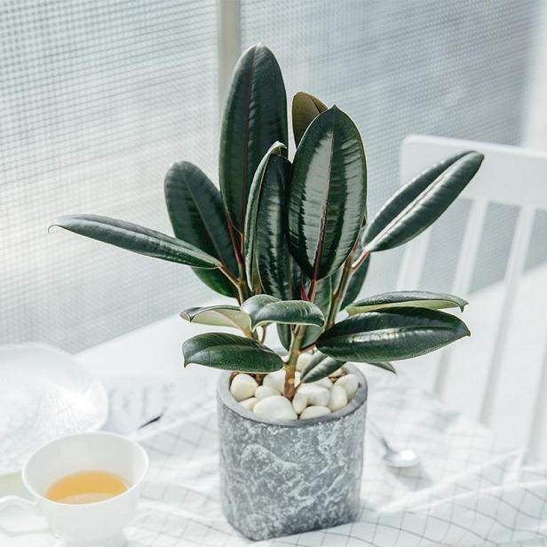 橡皮树盆景的换盆方法