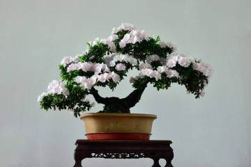 给杜鹃花盆栽换盆 要关注的3个小细节