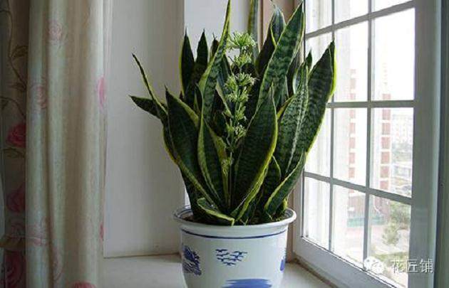 虎皮兰换盆的要不要浇水