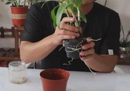 石斛兰盆栽的换盆方法和过程