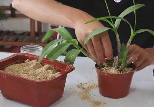 石斛兰盆栽的换盆方法和过程