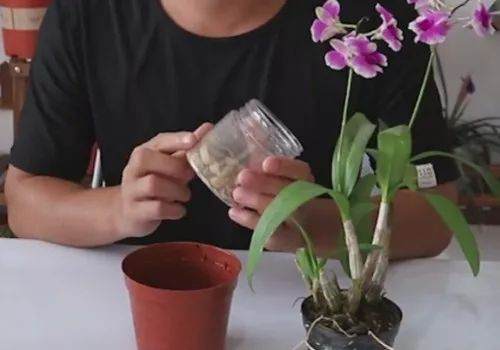 石斛兰盆栽的换盆方法和过程