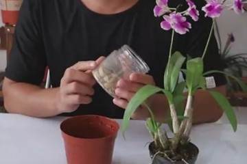 石斛兰盆栽的换盆方法和过程 图片