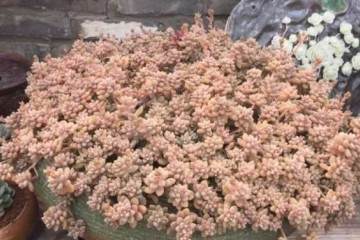 给多肉植物换盆的原因是什么 图片