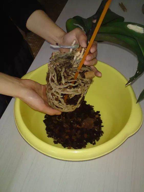 四季通用蝴蝶兰换盆法