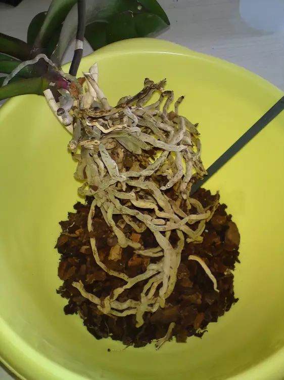 四季通用蝴蝶兰换盆法