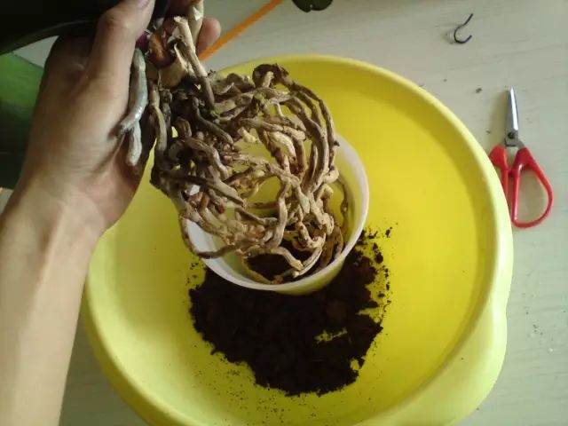 四季通用蝴蝶兰换盆法