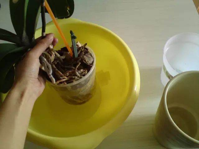 四季通用蝴蝶兰换盆法 图片