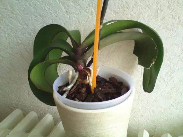 四季通用蝴蝶兰换盆法 图片