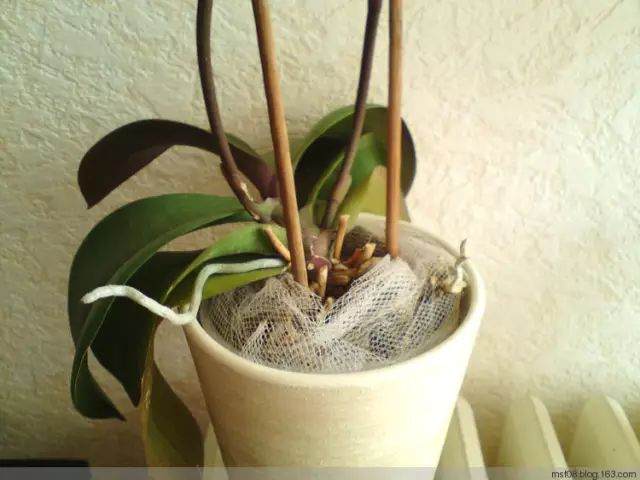 四季通用蝴蝶兰换盆法 图片