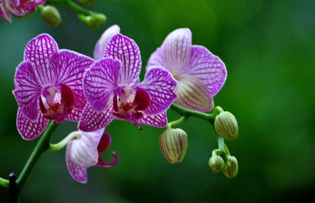 蝴蝶兰何时换盆 蝴蝶兰换盆攻略!