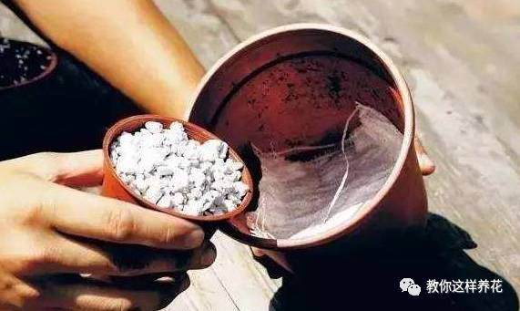 花草换盆有大讲究 搞错了换一盆死一盆