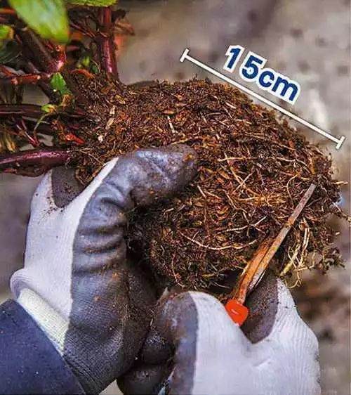 花草换盆有大讲究 搞错了换一盆死一盆