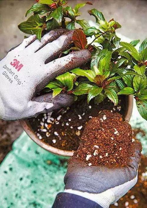 花草换盆有大讲究 搞错了换一盆死一盆