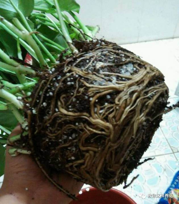 花草换盆有大讲究 搞错了换一盆死一盆!