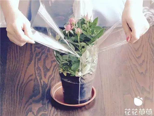 迷你玫瑰换盆难 其实只需简单几步 图片