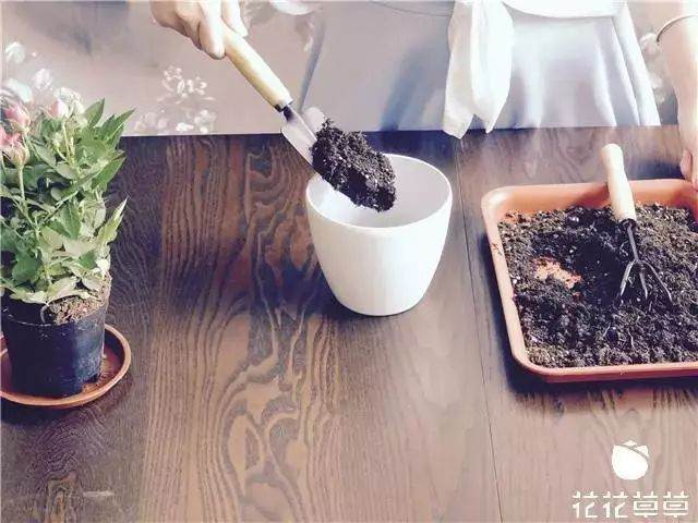 迷你玫瑰换盆难 其实只需简单几步 图片