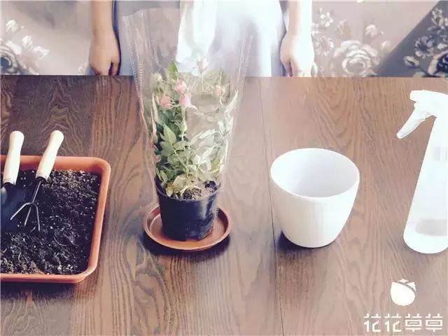 迷你玫瑰换盆难 其实只需简单几步 图片