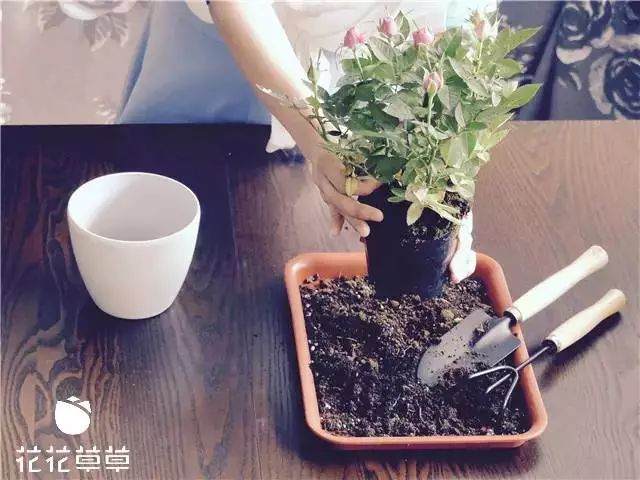 迷你玫瑰换盆难 其实只需简单几步 图片