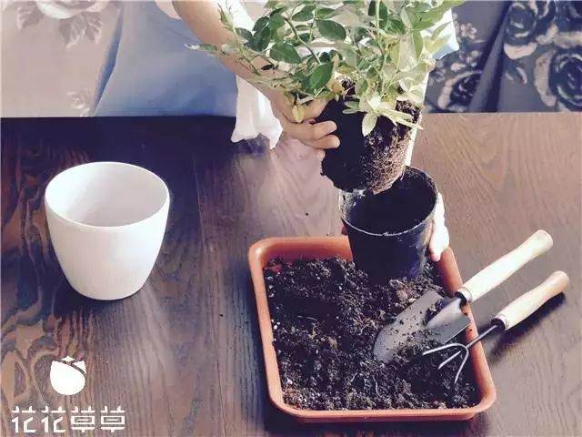 迷你玫瑰换盆难 其实只需简单几步 图片