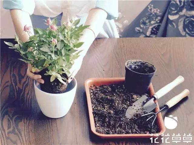 迷你玫瑰换盆难 其实只需简单几步 图片