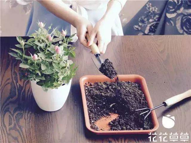 迷你玫瑰换盆难 其实只需简单几步 图片