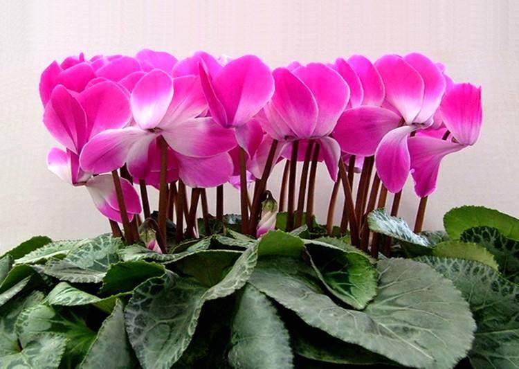 仙客来买回来能换盆吗?