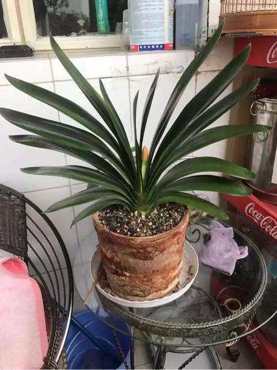 秋天 君子兰换盆加点这 年年开花不烂根